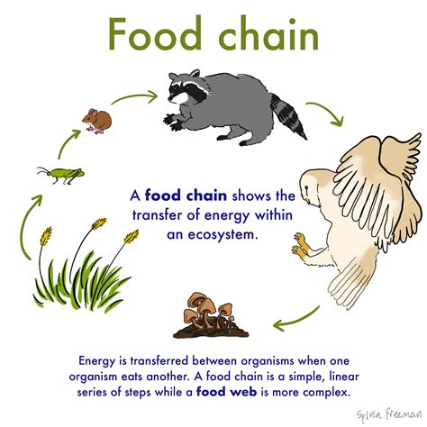 macronutrients definition food chain